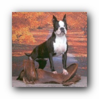 Sunwoods Boston Terriers